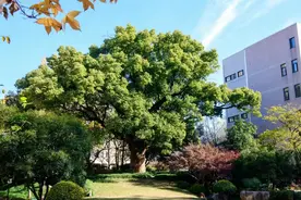 在有一棵500年古树的百年中学，读懂教育的力量图片