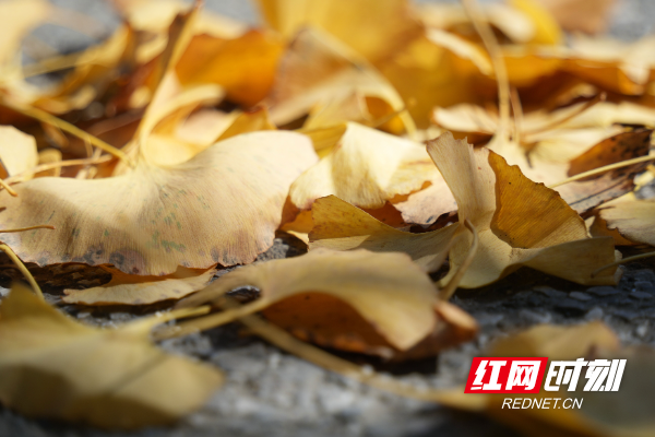 绥宁县城：银杏披金缀山城 初冬美景入画来