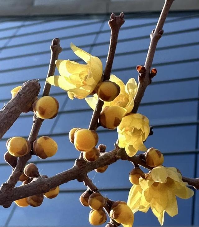 走起，去北京通州赏春花，邂逅最美春色