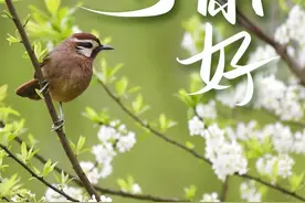 最美人间四月天！图片