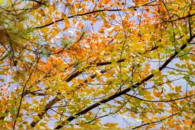 国庆来宁德100%出片！top级「山海秋韵」3日游线路~图片