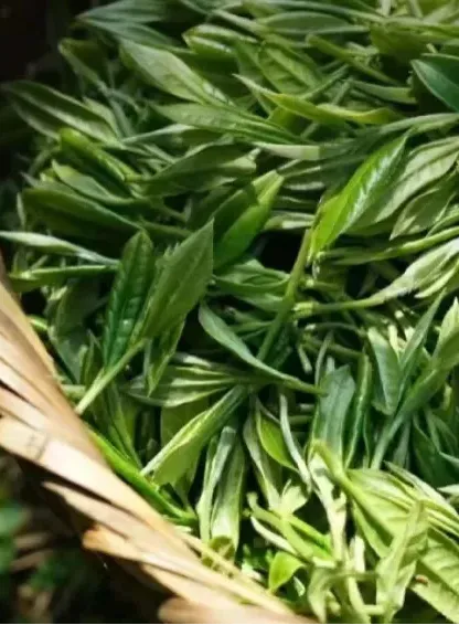 秋景预告快收藏，过些时间就能去打卡