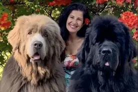 女子养巨型犬 经常被拦住问是不是熊图片