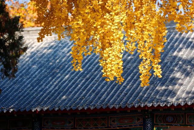 千年莒县银杏树！这一眼惊艳时光，高清大图超治愈