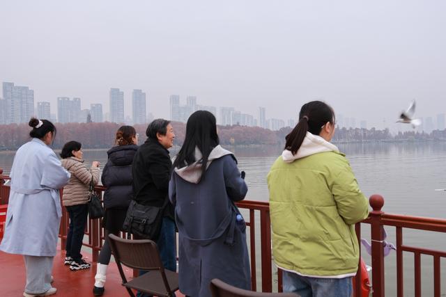 武汉东湖成红嘴鸥越冬新热点：数百只“追”着游船齐飞，景区旅游淡季逆袭为观鸥旺季