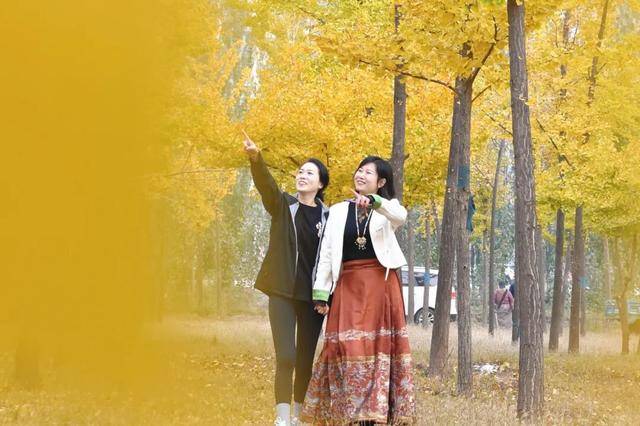 成安银杏正黄，邀卿与我共赴，不负今秋！错过再等一年！
