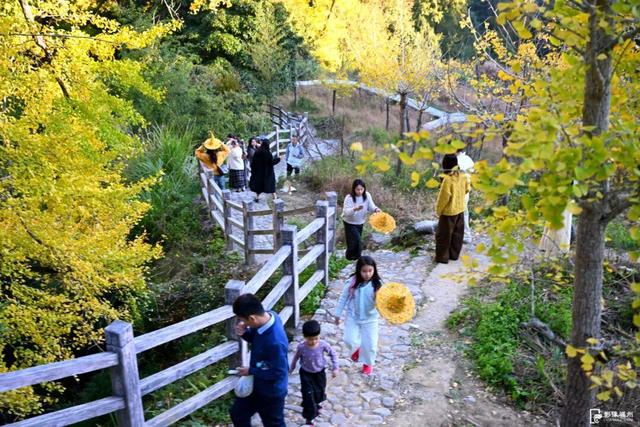 福州现存数量最多！古银杏迎来最佳观赏期