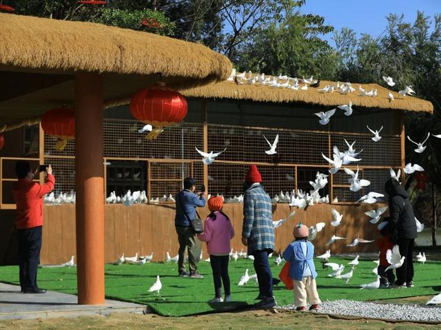 在星湖，跟着这条跨越全球的 “空中航线”，解锁观鸟新体验