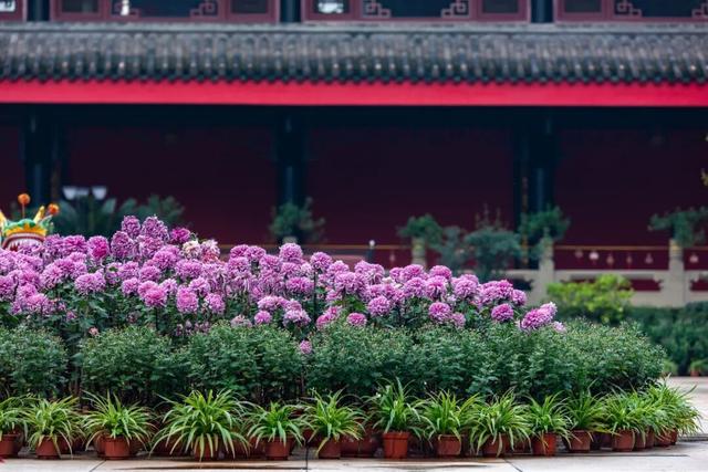 乐山这里的菊花即将迎来盛花期，足足有50多种，约吗？