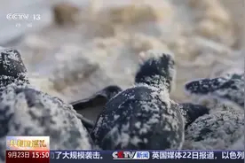 超治愈！这座0.4平方公里的小岛是最大的小海龟“摇篮”图片