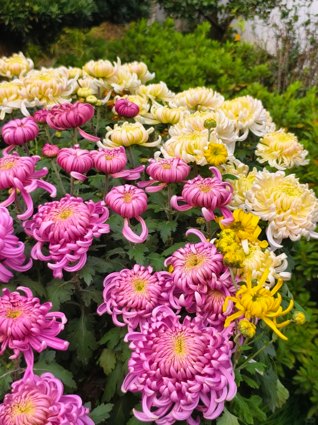 红叶似火、桂花飘香、5000余盆菊花美不胜收！免费打卡→