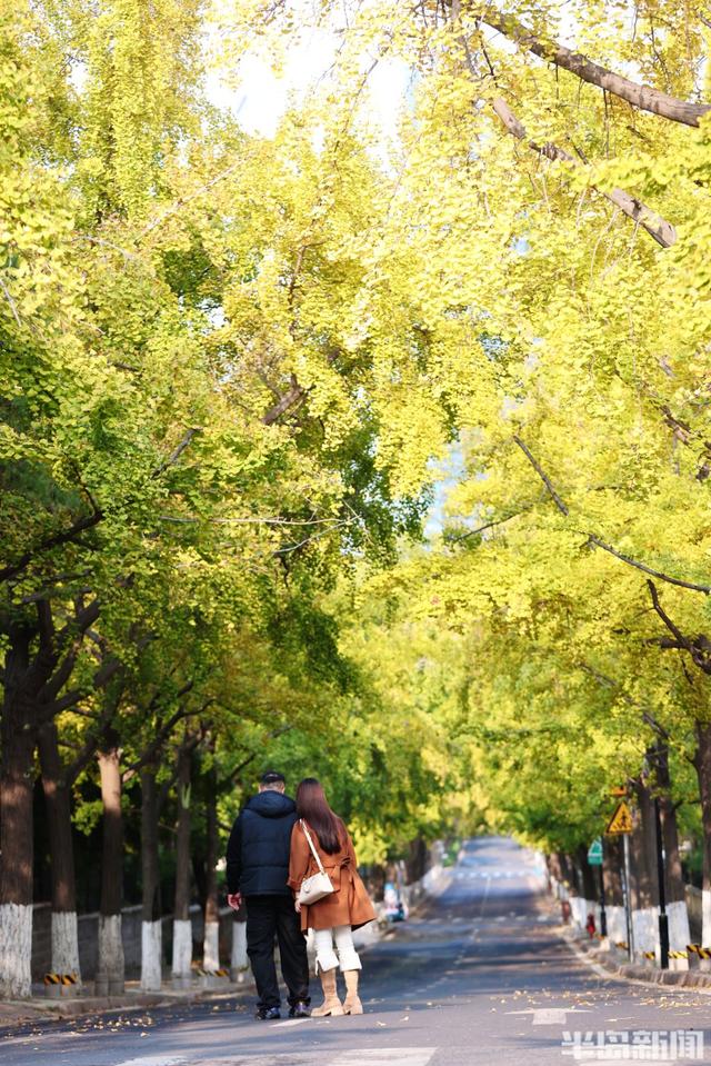 真美！又到一年赏叶时