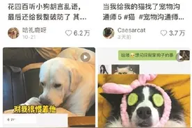 宠物沟通师在社交媒体兴起，通过照片就能和宠物对话是真的吗图片