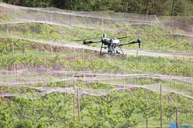 巴东：无人机智能“飞防” 助力山地果树丰产图片