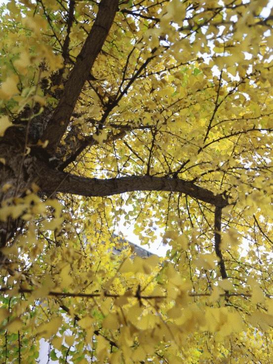 开福上新色：捕捉开福黄调时刻