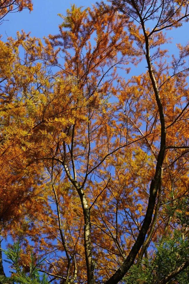 鼓山“枫”景太美啦！详细打卡点位戳→
