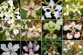 大城名园 万物和谐│豆科植物傻傻分不清楚？研究结果给出新依据图片