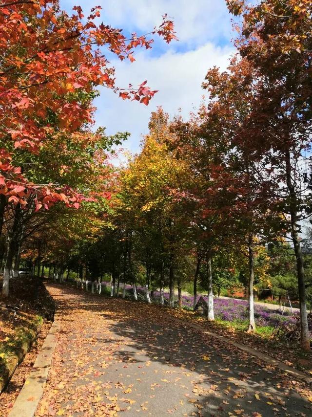 石林万家欢蓝莓庄园“枫”景正好