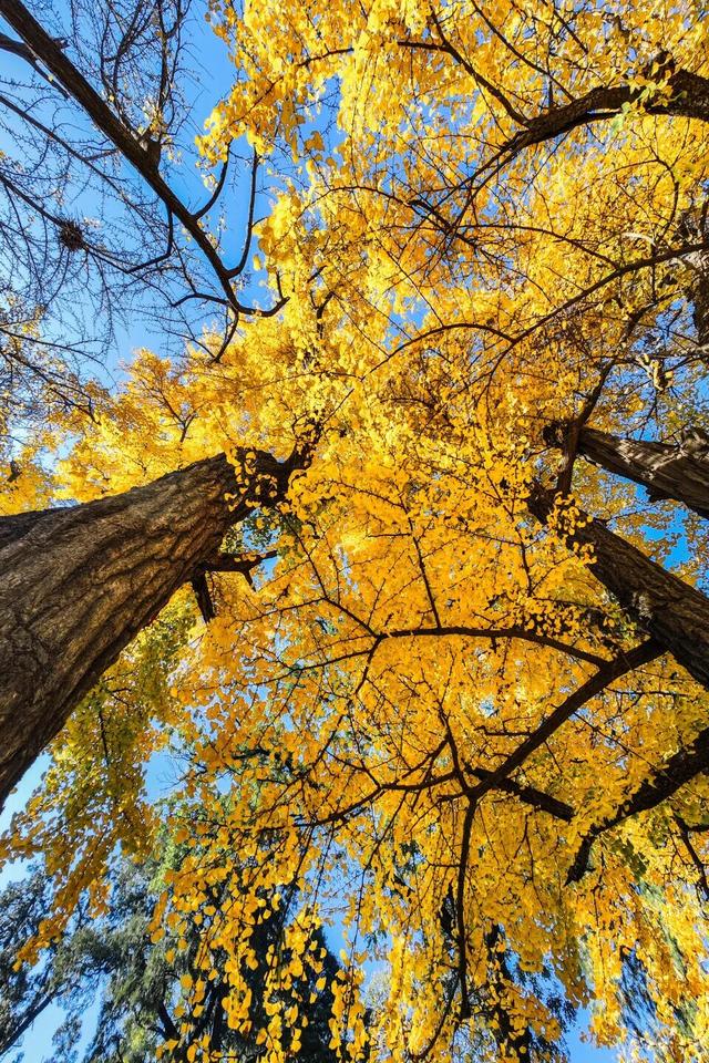 热门消息-济南的秋天，是懂“配色”的！(7)