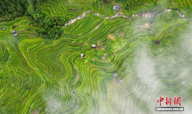 贵州从江：初秋梯田景色宜人