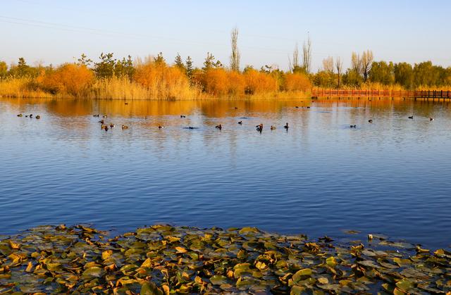 诗意中国｜碧涧流红叶 青林点白云