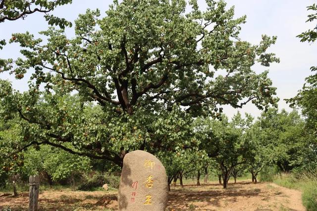 这个暑假，张夏带您开启一场全新的“乡村风情游”