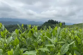 小镇大厂① | 六枝落别乡：石斛茶“泡”出新城镇图片