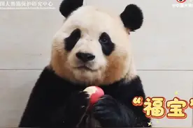 一口一口啃苹果 大熊猫“福宝”上线“吃播”图片