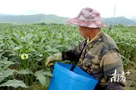 鲜嫩翠绿！清新太和新洲村秋葵抢“鲜”上市图片