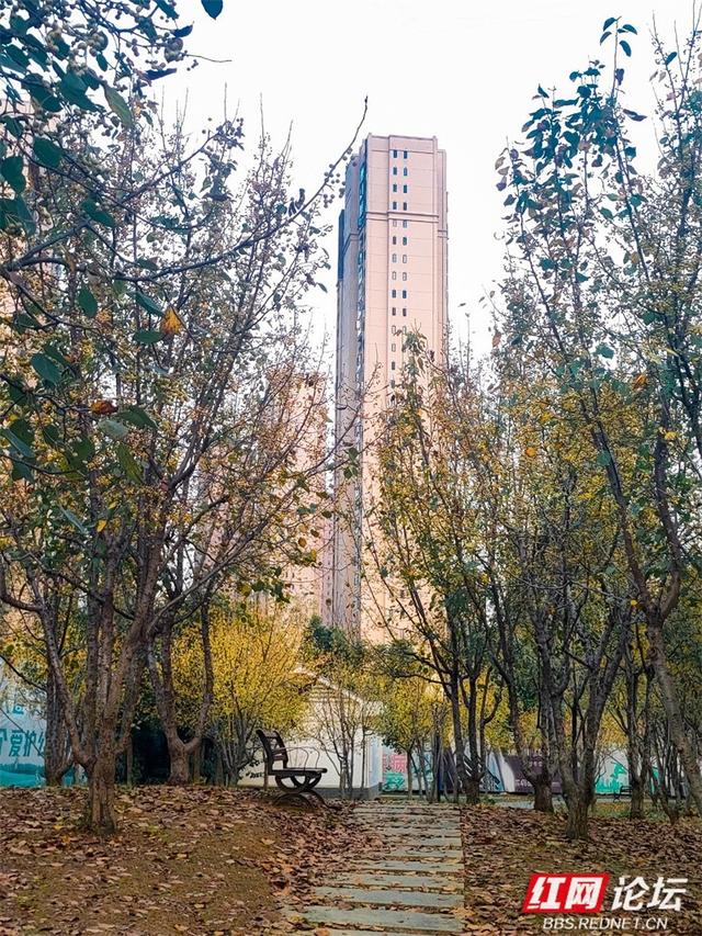 秋游时刻丨秋天的故事已开场，我在安乡海棠果下等你