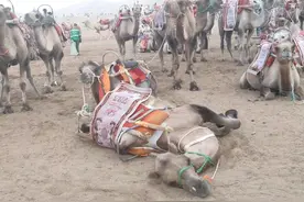 敦煌鸣沙山载客骆驼累趴下，景区：高峰期骑的人比较多图片