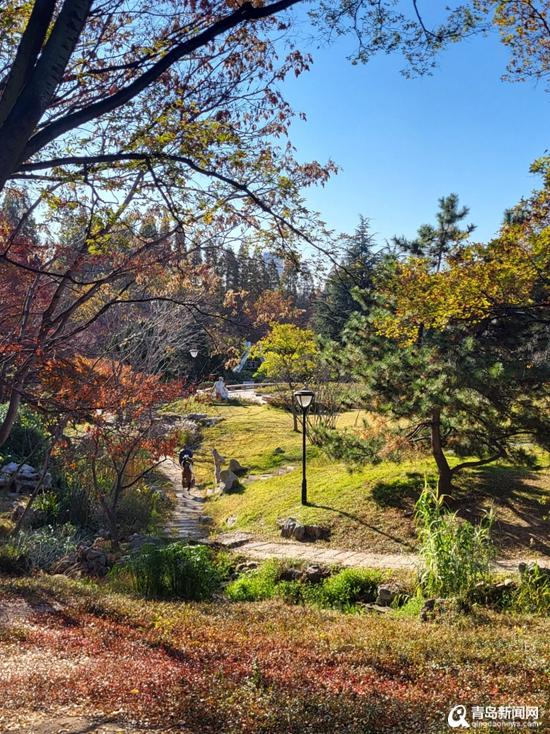 山海冬韵 鸥遇青岛！这个冬日 青岛文旅将带来多重惊喜