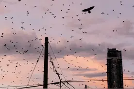 乌鸦到底有多聪明？美国教授被它们记仇17年！加拿大主持人被收“保护费”图片