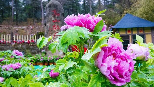 错过等一年！这个冬天，来嵩县“嗨皮”一圈！