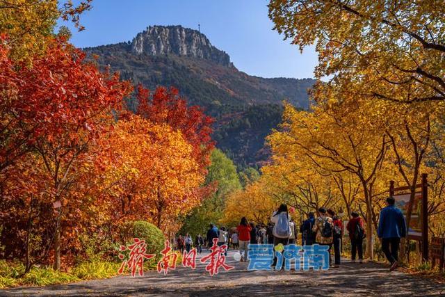 济南红叶谷：满山红遍燃秋意，层林尽染醉游人
