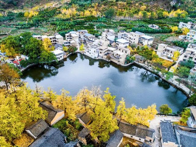 千年银杏韵，金黄满地诗，金色海洋游玩攻略来了！