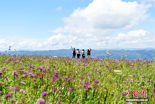 贵州六盘水：万亩野生韭菜花开引游客