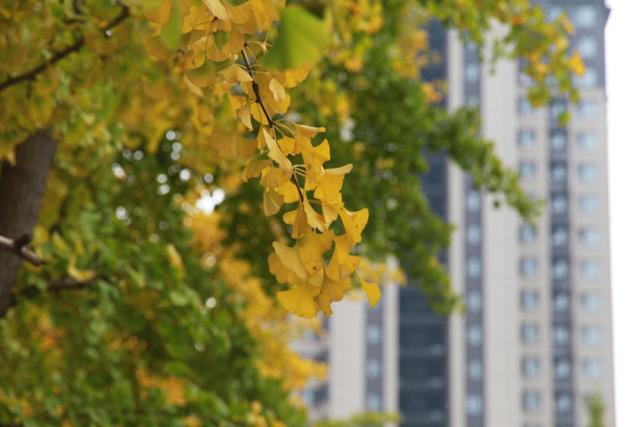 在场丨淄博这条路深秋“变装”，银杏秘境藏着怎样的浪漫？