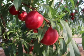 一天走货3000斤，新泰市翟镇油桃喜丰收！图片