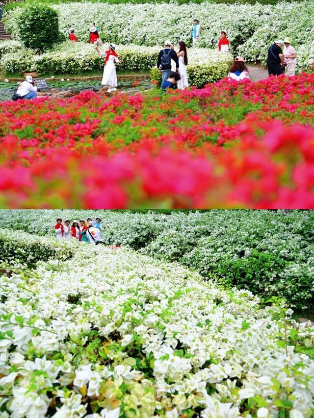 明日开幕！2025青秀山冬季赏花活动，连续四周末狂欢乐不停！