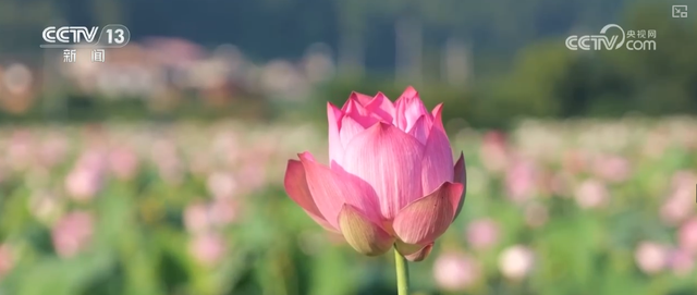 “凉爽+产业”拉动消费“花”样翻新，“荷”你相遇让老产业焕发新活力