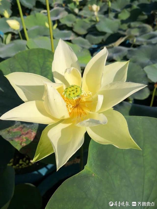 解锁泉城夏日限定浪漫！济南第39届荷花艺术节启幕