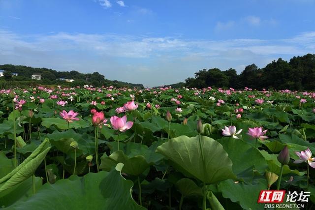 高清湖南丨荷香满村，山水为邻，走进汨罗这个静谧的村落