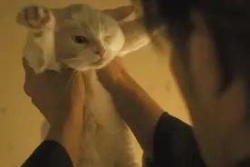 免费领养品种猫，我成了最大的冤种图片