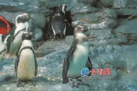 上海台北签备忘录——台北市动物园规划黑脚企鹅换小熊猫图片