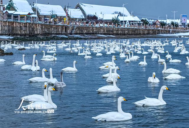 山东荣成：天鹅海湾 雪景如画