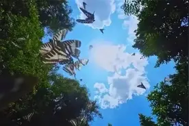 梦幻！上亿只蝴蝶漫天飞舞，云南元江干热河谷迎来“蝴蝶大爆发”图片