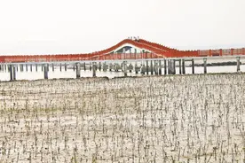 东山县积极实施东山湾生态修复项目图片