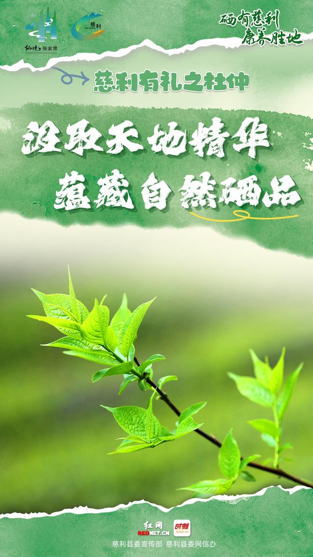 海报 | 慈利有礼 · 杜仲篇