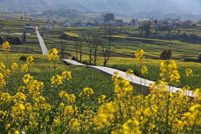 临沧临翔区3万多亩油菜花盛放